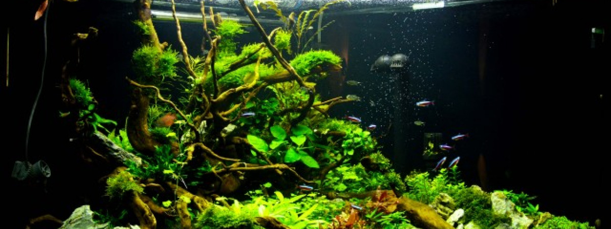 aquarium Eden Garden