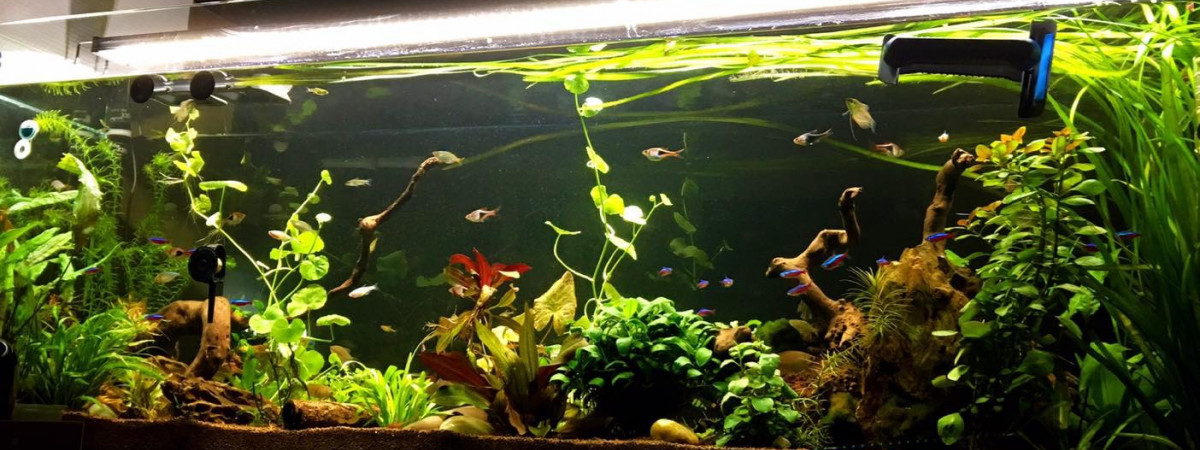 aquarium 300l