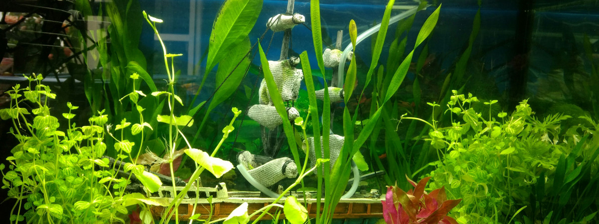 aquarium Mon premier aquarium
