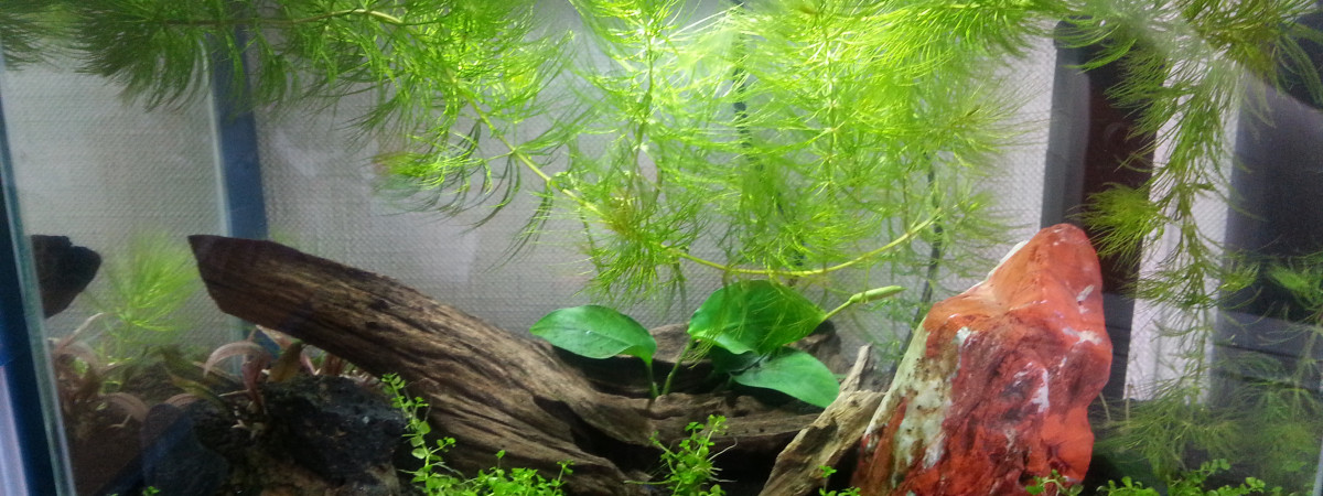 aquarium 20 L