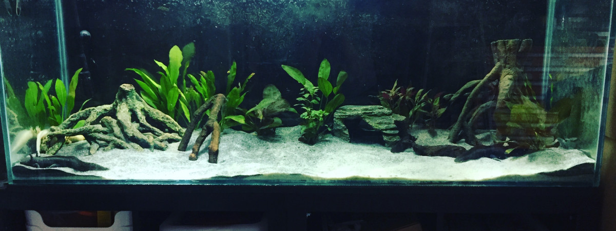 aquarium 400 litres Axolotls