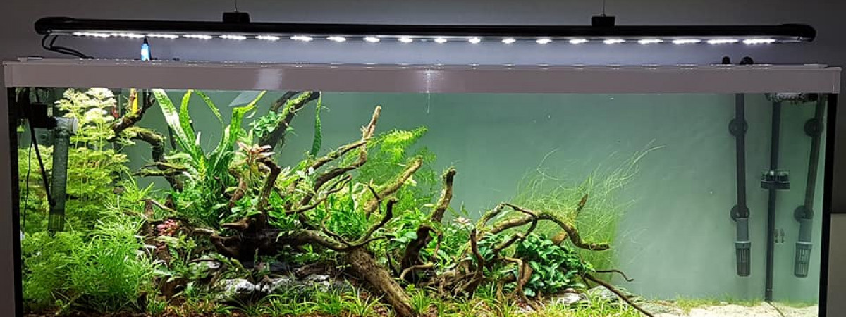aquarium Utopia