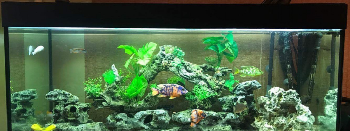 aquarium Les Malawittes