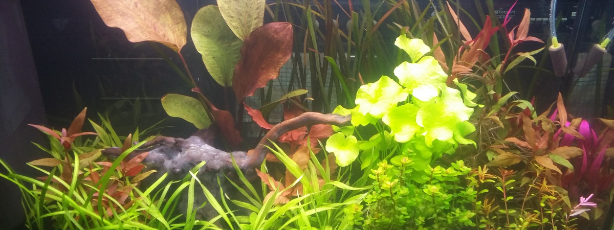 aquarium 100L