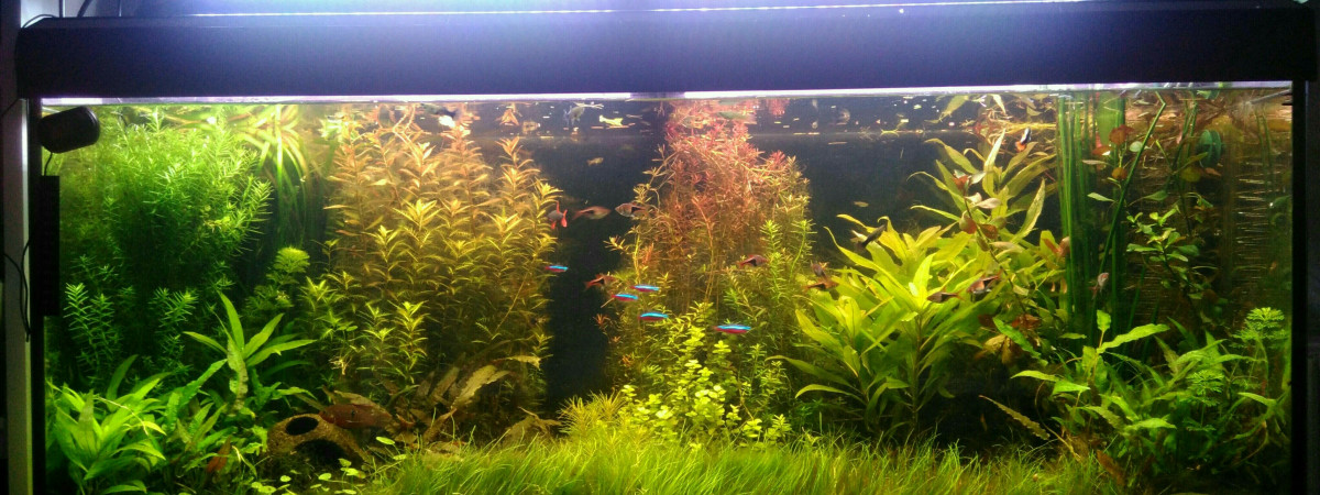 aquarium Nature Flamboyante