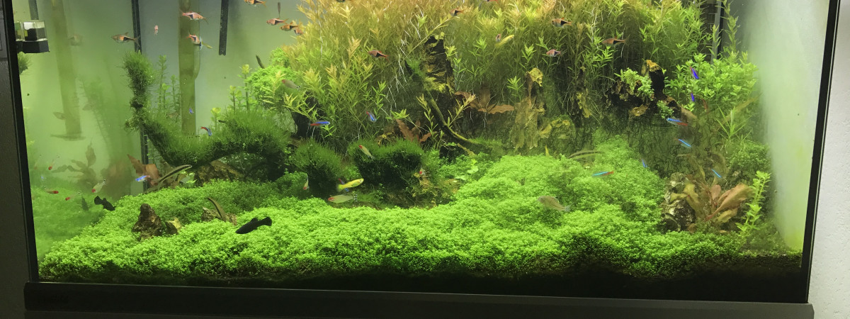 aquarium 250 l