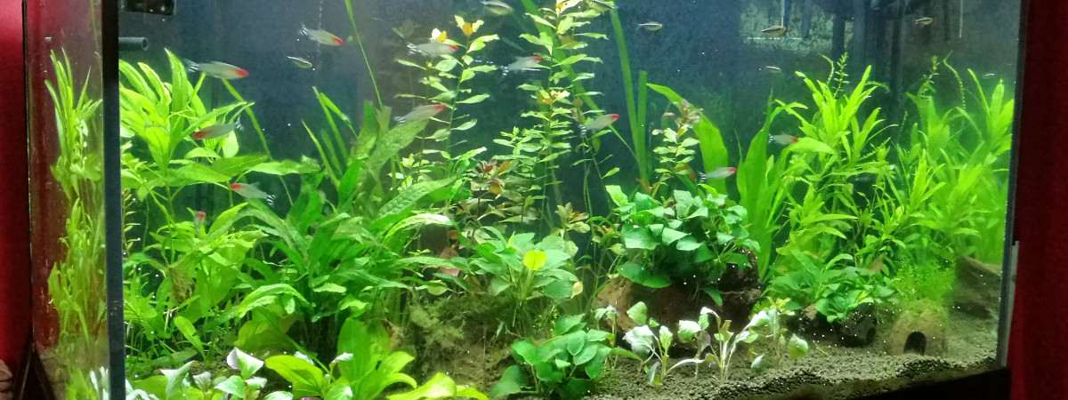 aquarium Elegance
