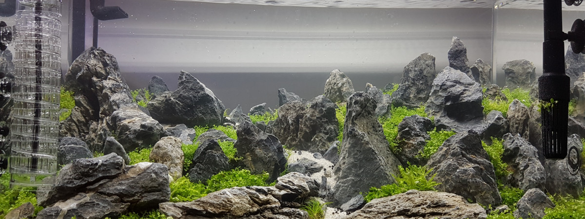 aquarium Aquascaping