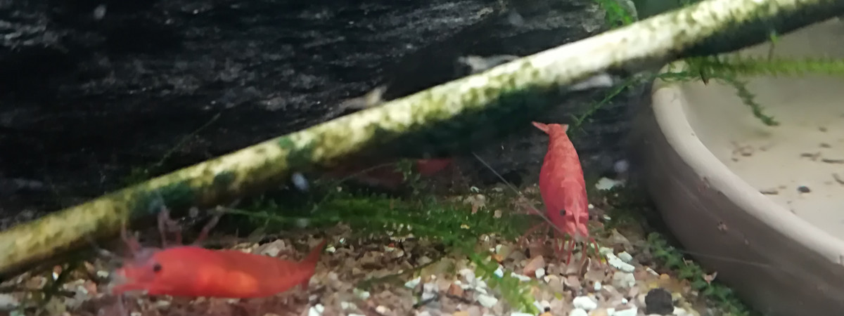 aquarium Red Cherry