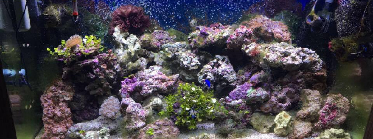 aquarium l'océan a la maison