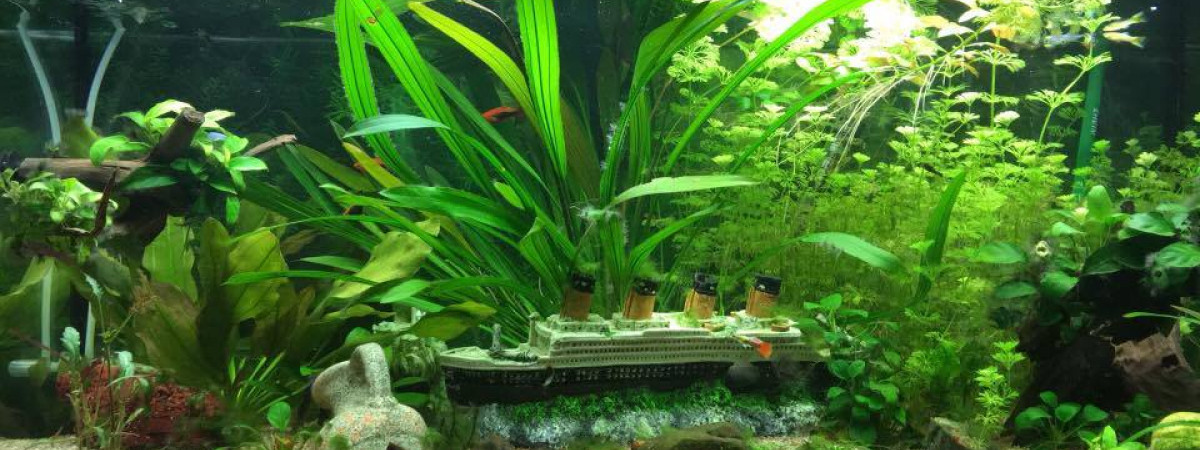 aquarium eau douce