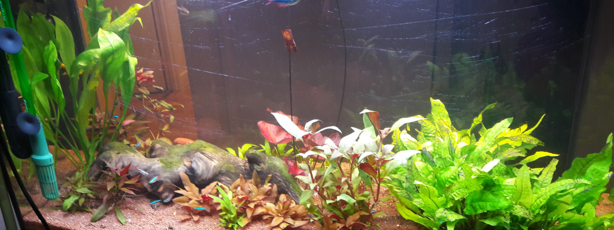 aquarium PwipwiLand