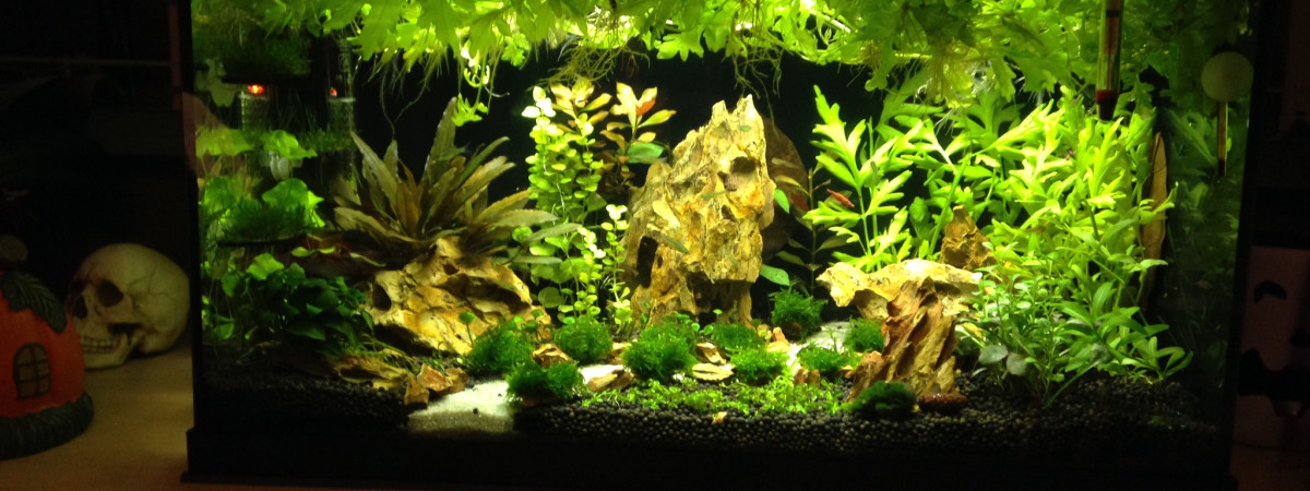 aquarium Aquajungle