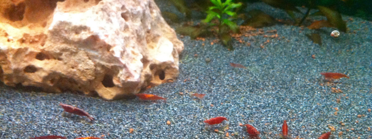 aquarium 120L Bloddy Mary