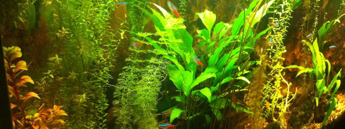aquarium 240L