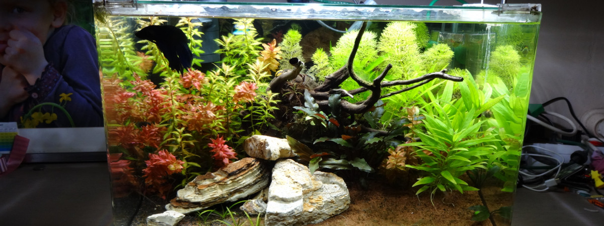 aquarium scaper's tank 1