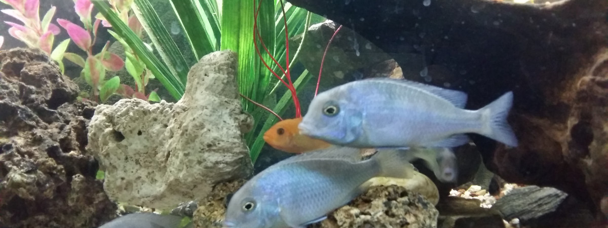 aquarium Juwel 240l