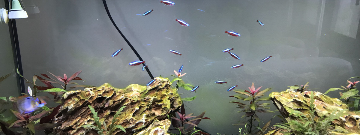 aquarium Juwel 125