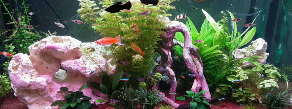 aquarium Bac eau douce chaude