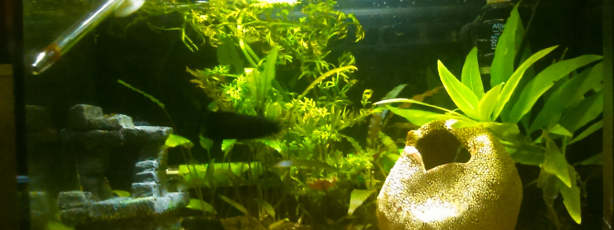 aquarium 20L1