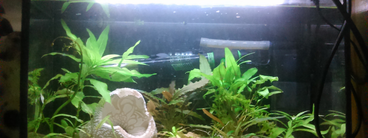 aquarium 20L2