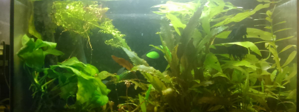 aquarium 20L3