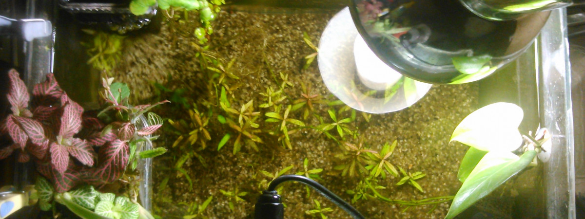 aquarium 20L4