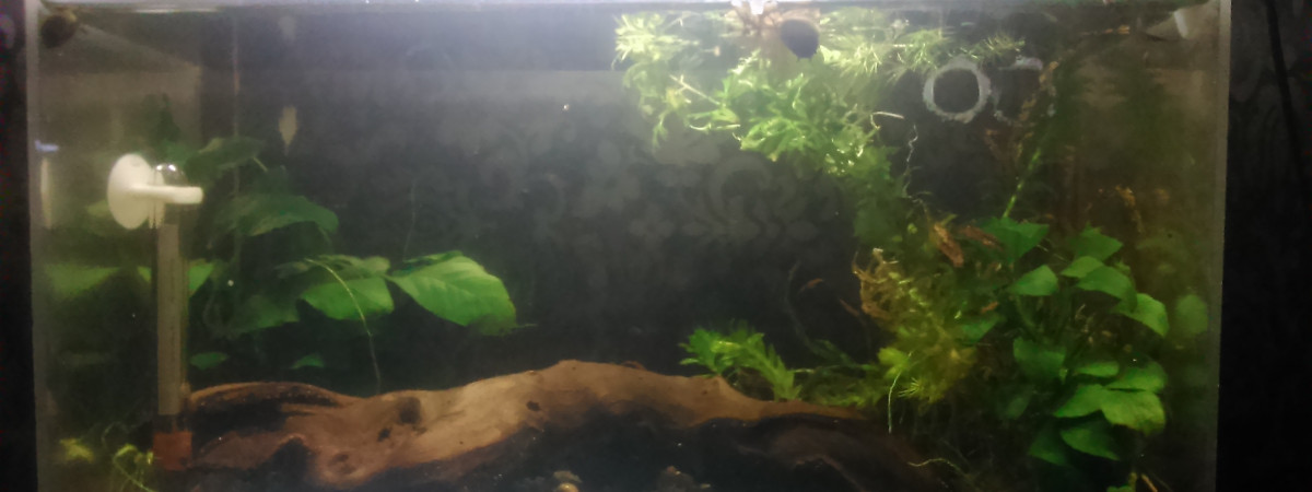 aquarium 10L1