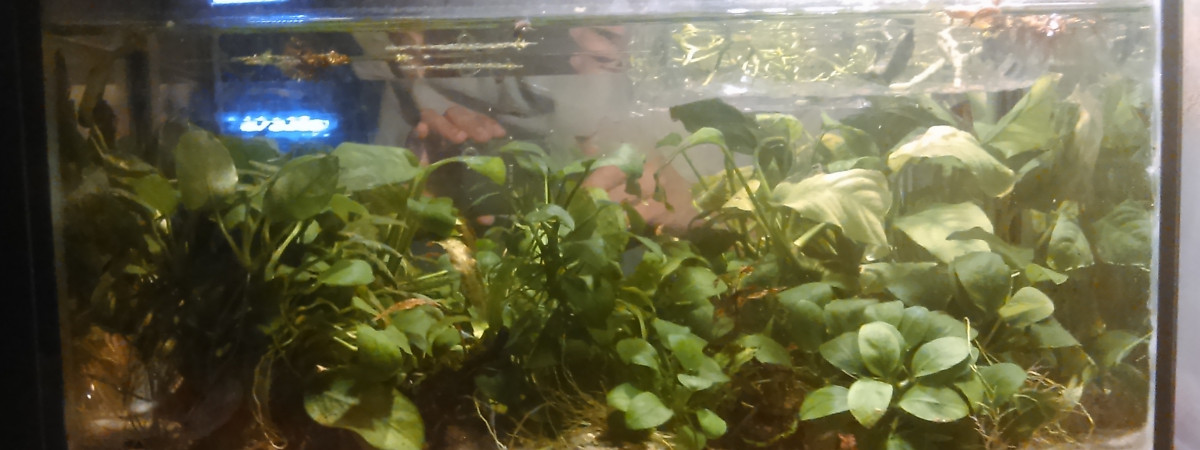aquarium 15L