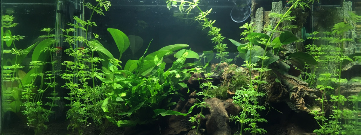aquarium Scaper’s tank 50L