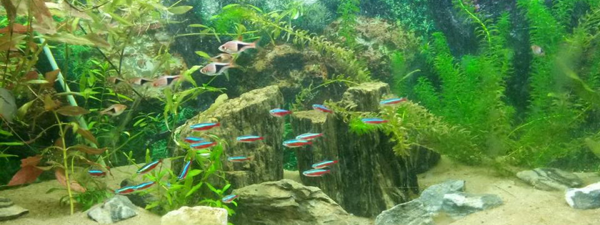 aquarium Aquarium 153 litres
