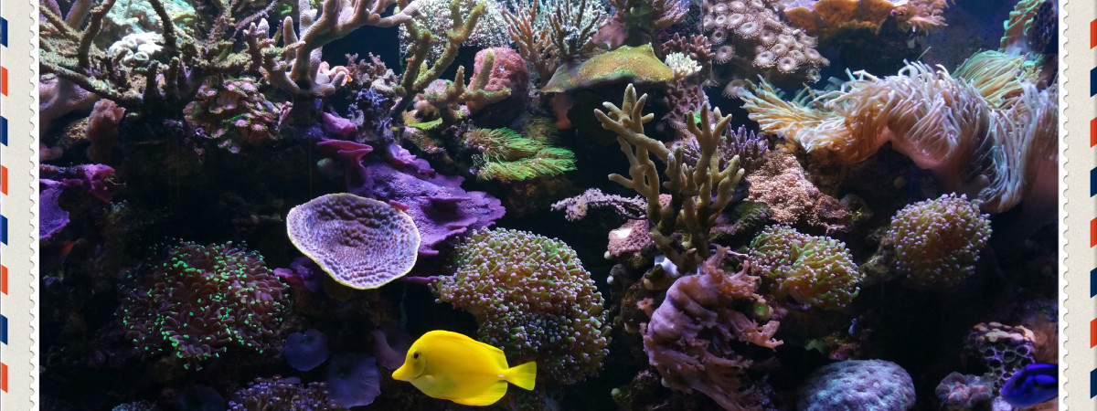 aquarium Reef  nustrale