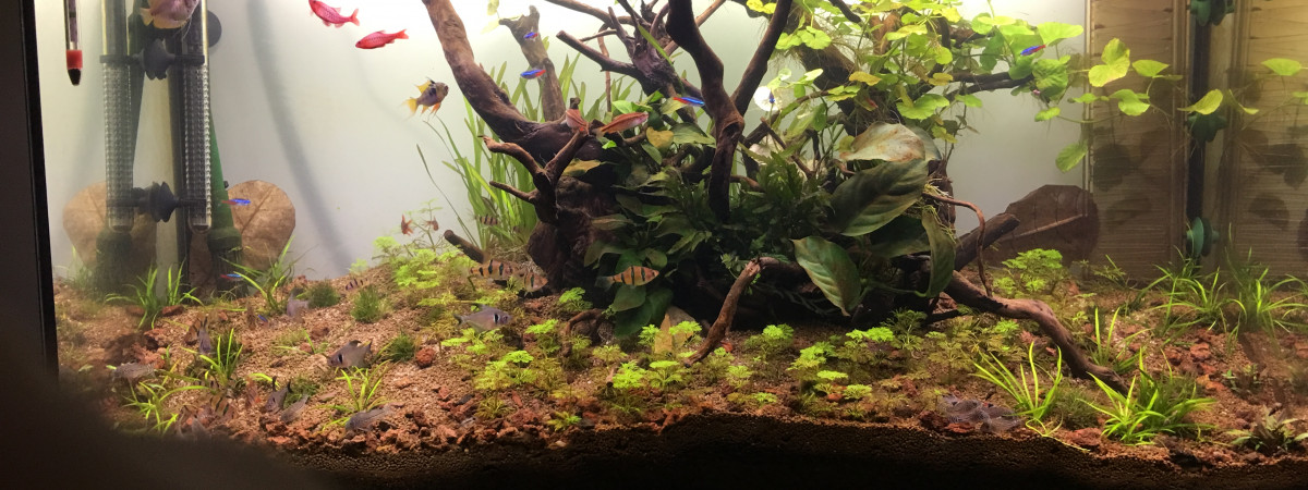 aquarium 180L