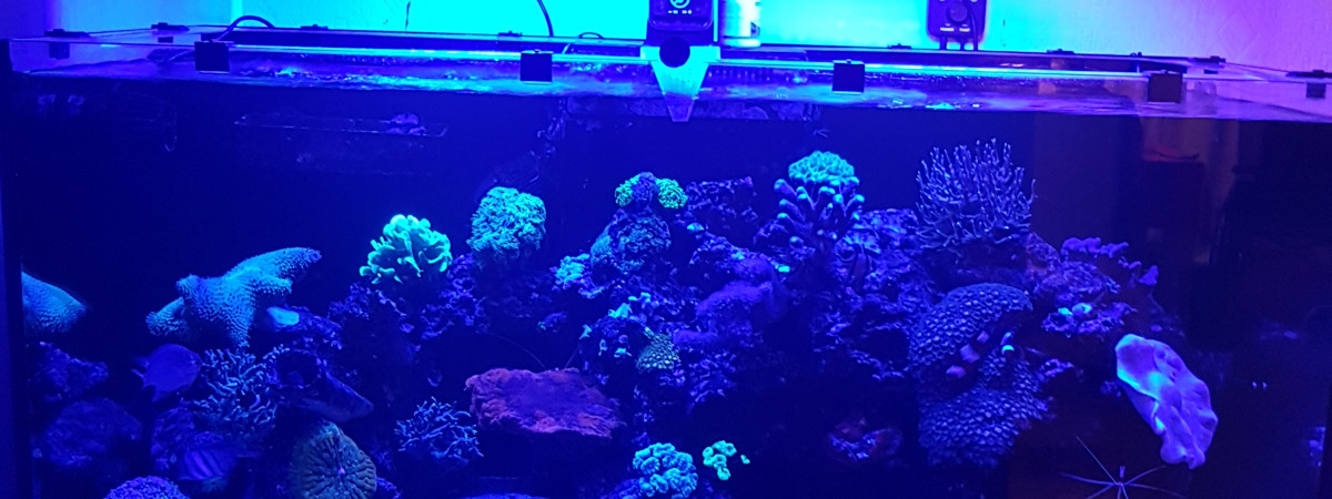 aquarium Reef