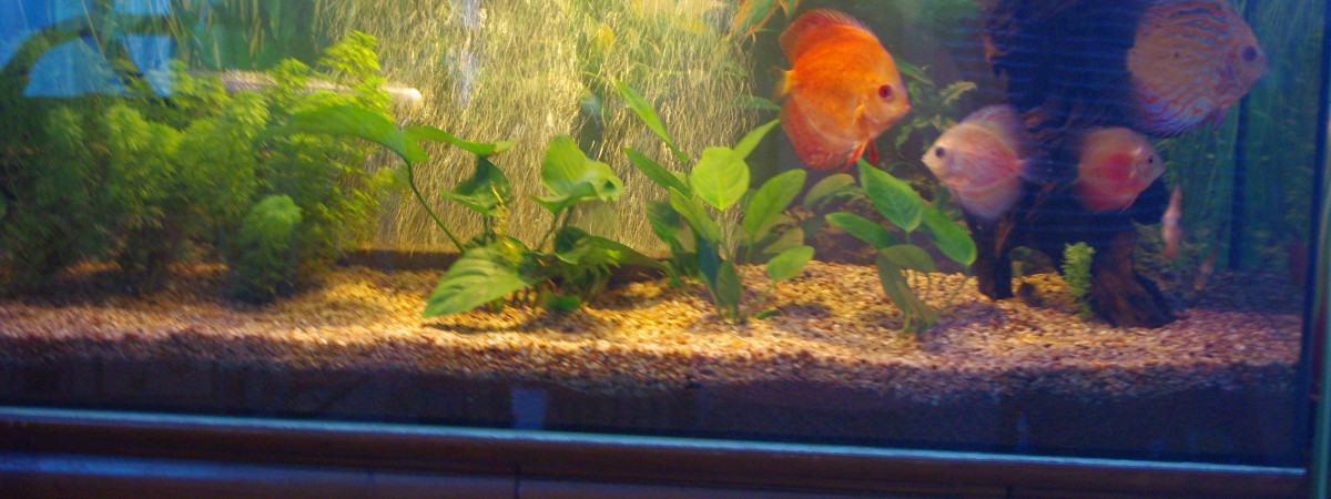 aquarium discus et ses netoyeurs