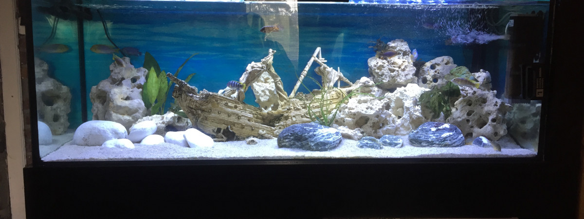 aquarium Malawi 450L