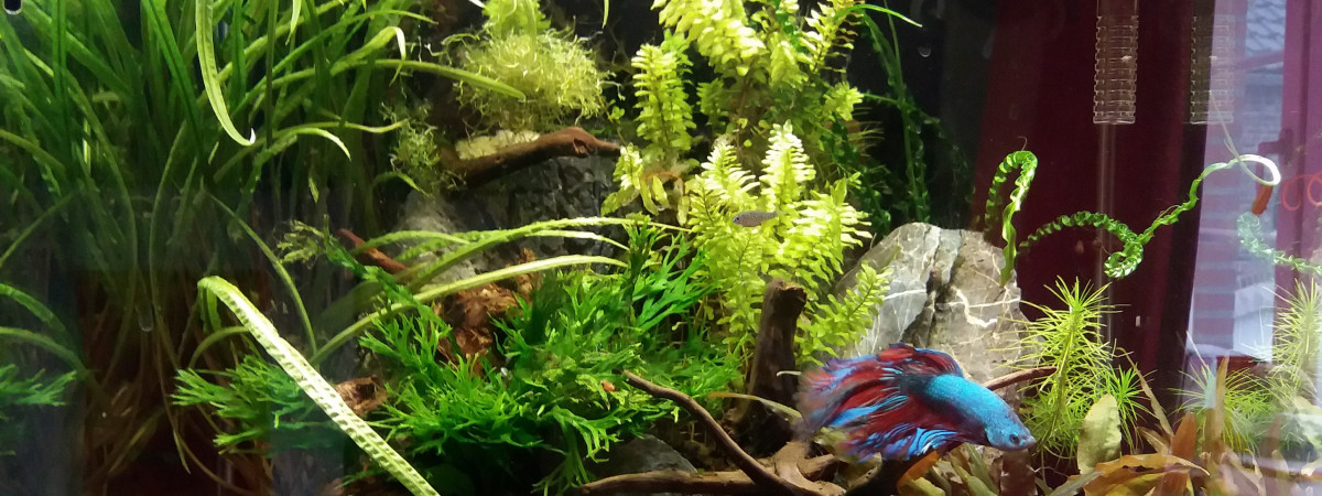 aquarium 60l asiatique