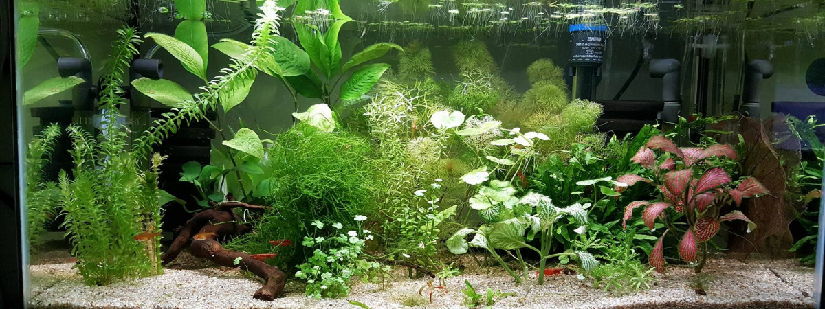 aquarium 60litres
