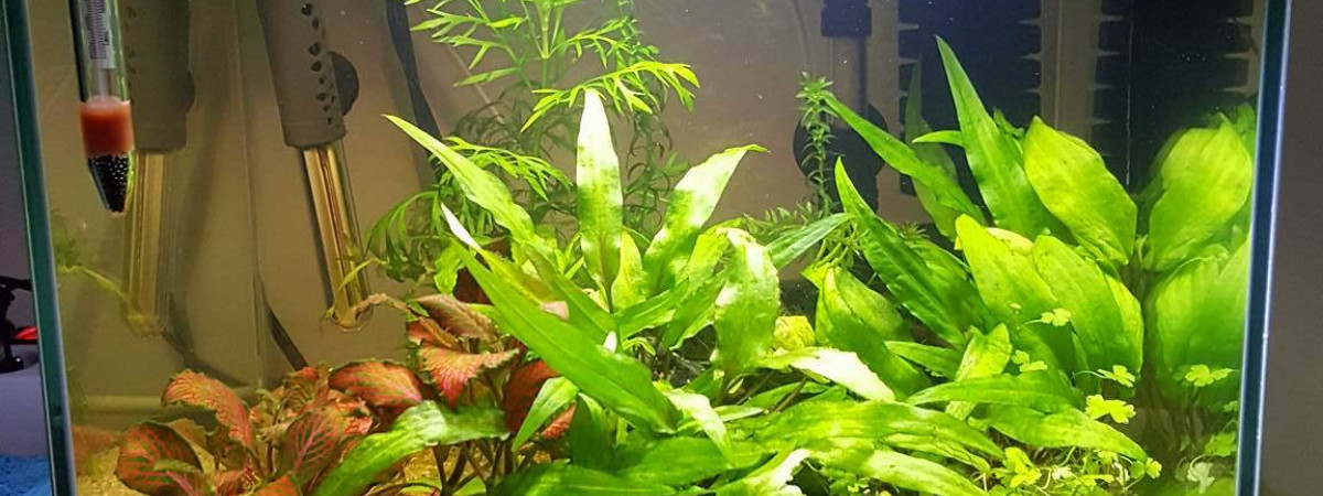 aquarium 30l