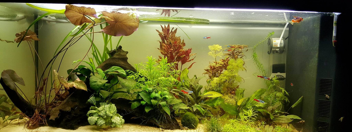 aquarium 180l