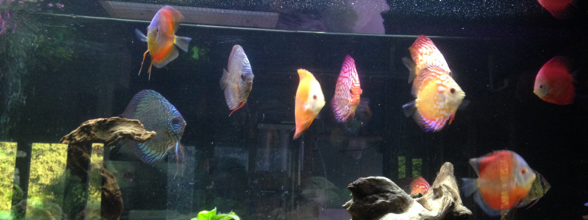 aquarium discus