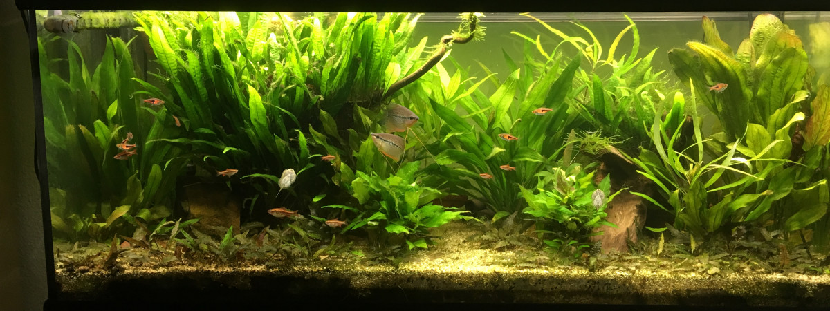 aquarium Asiatique
