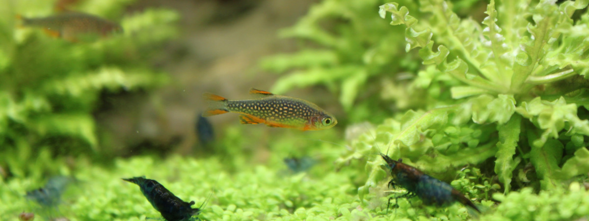 aquarium Nano Cube 60 l