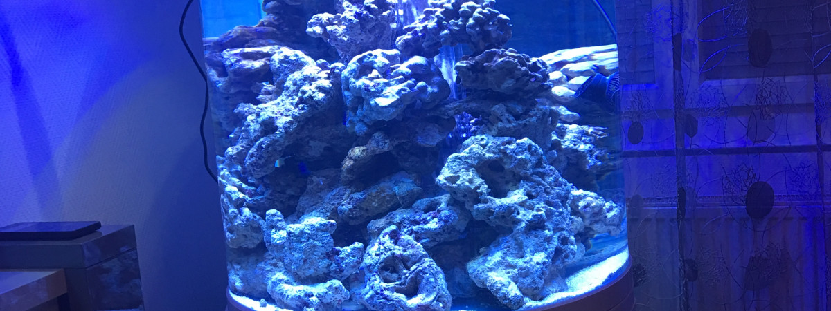 aquarium Matin