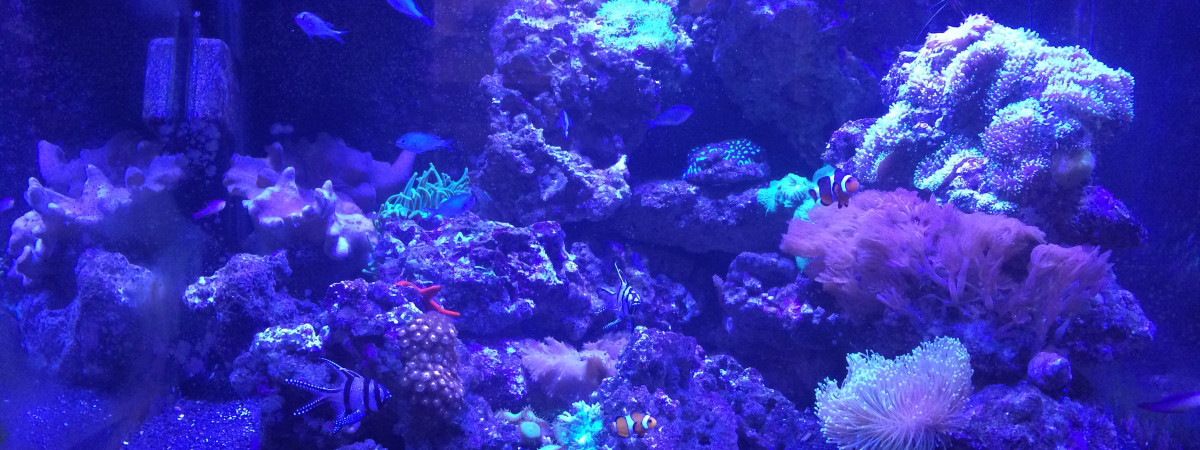 aquarium Récif coralien