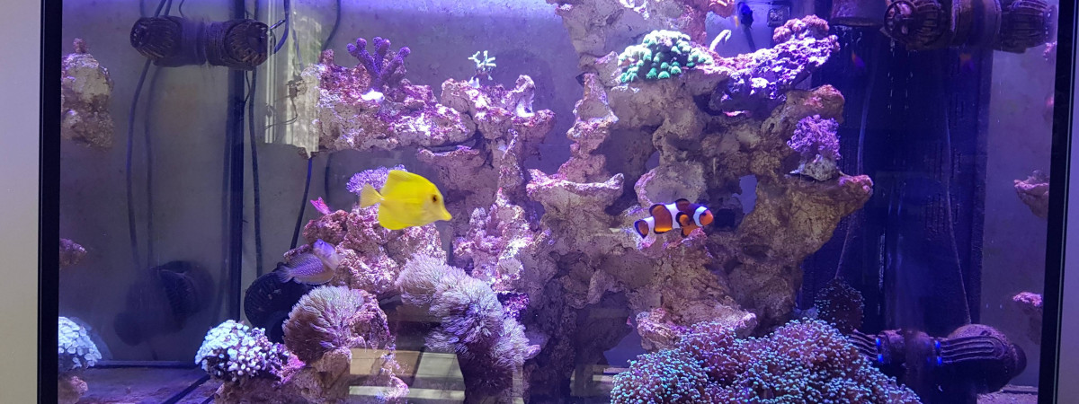 aquarium Elos 70