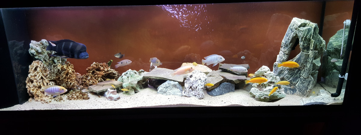 aquarium Malawi
