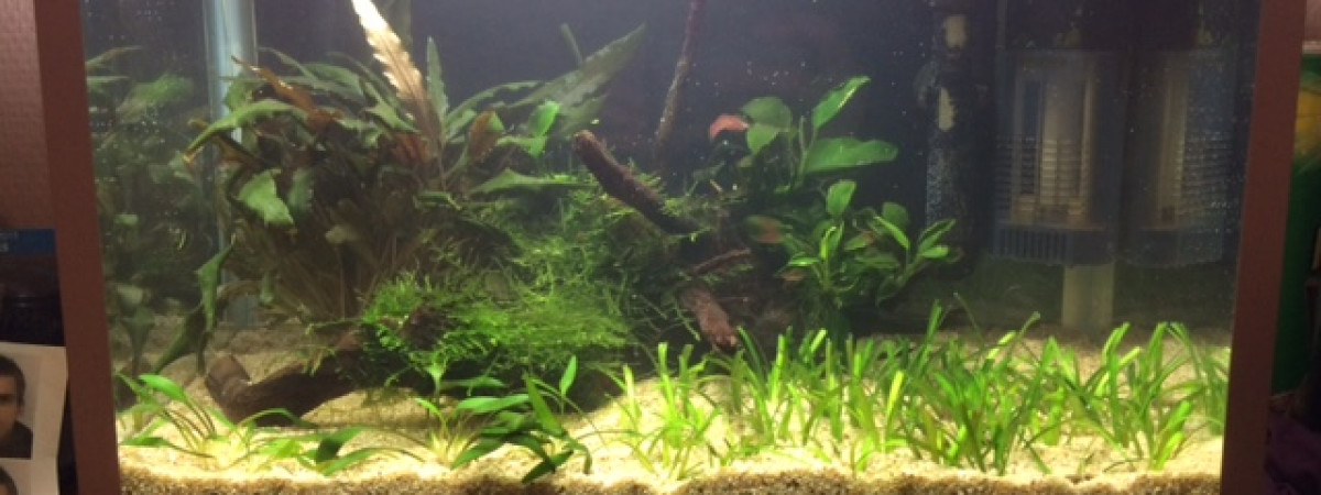 aquarium aquarium pour mes futurs aphyosemions