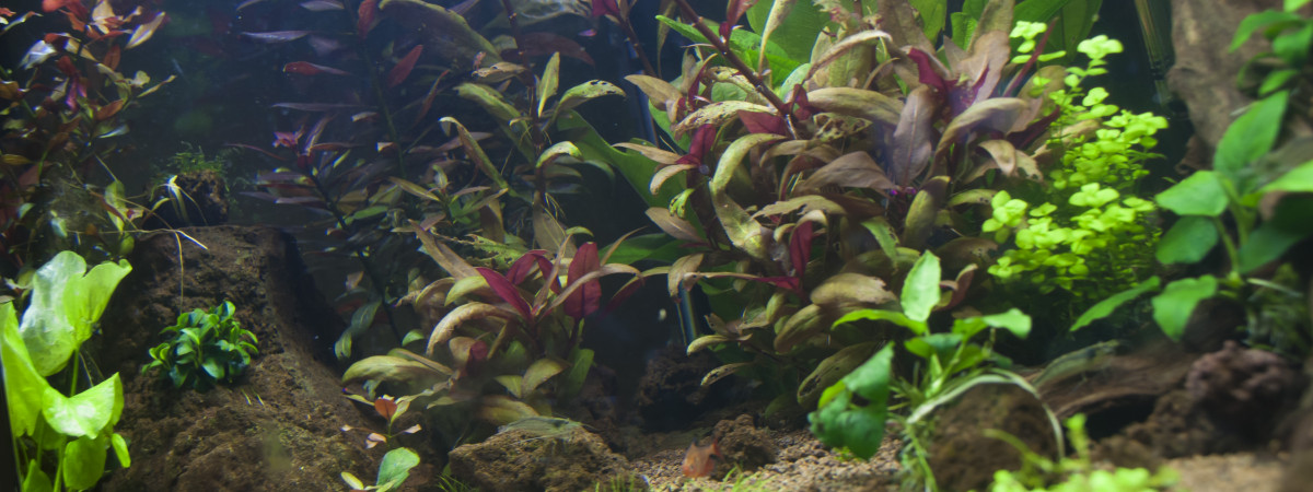 aquarium AMAZONIEN