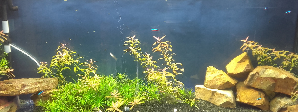 aquarium MonBac